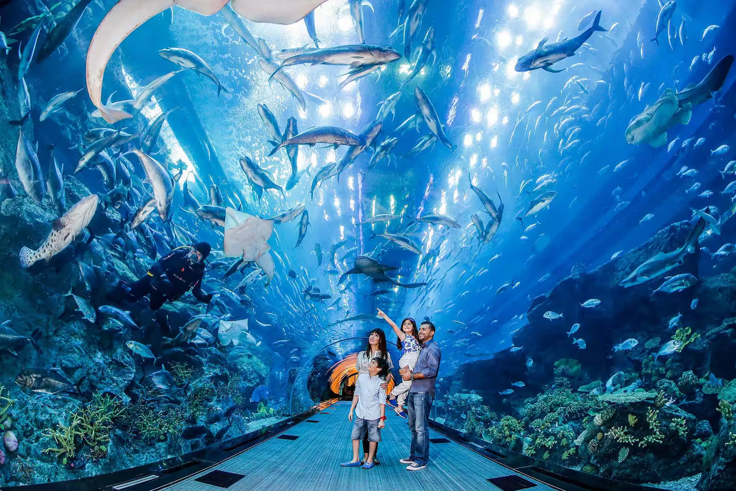Dubai Aquarium and Underwater Zoo Day Tour