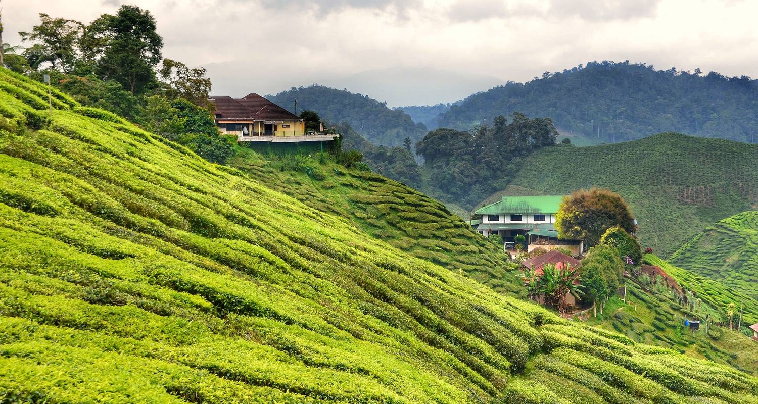 Kuala Lumpur: Cameron Highlands Day Tour